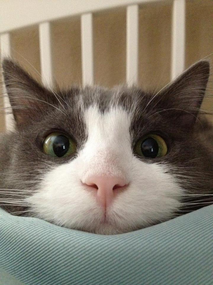 this is a cat looking at you again